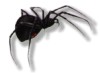 Silver Widow Dart Spider!